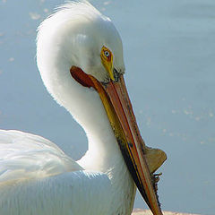 photo "White Pelican"