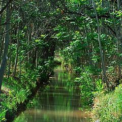 photo "Forest stream"