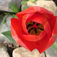 photo "Red tulip"