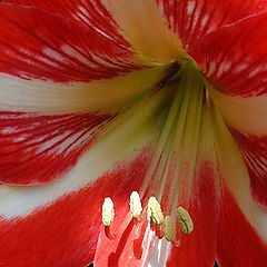 фото "At the bright sun"