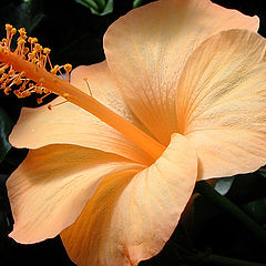 фото "Orange"