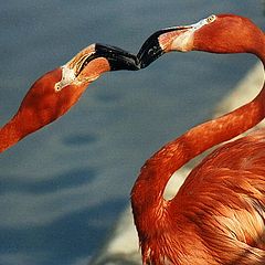 photo "The Kiss"