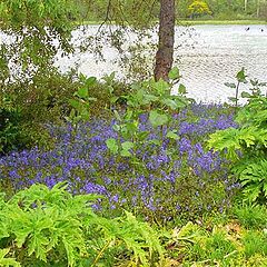 photo "Bluebells"