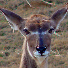 фото "Greater Kudu (female)"