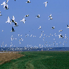 photo "Sea-gulls"