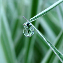 photo "Two tiny reflections"