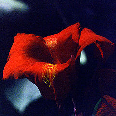 photo "So red the rose"