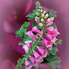 photo "Foxglove and flowers"