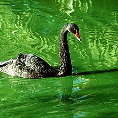 photo "Black Swan"