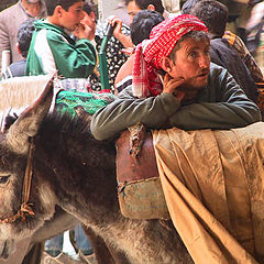 photo "Tranquillity of donkey and its owner against a mar"