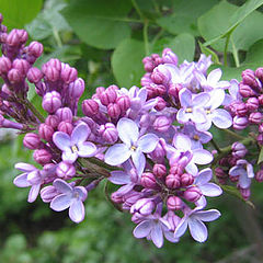 фото "Lilacs"