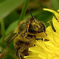 photo "Gathering of pollen."