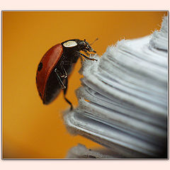 photo "LadyB.-2-ALPINIST"