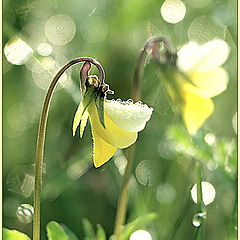 photo "Meeting of the sun"