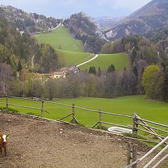 photo "A Calf from Klamm"