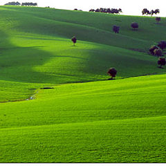 photo "Fields"