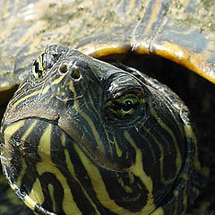 фото "Turtle"