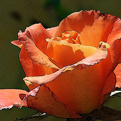 photo "the flaring rose #2"