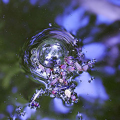 photo "Bubbles in a pond.."