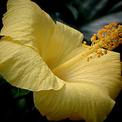 фото "Yellow"