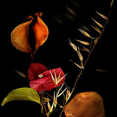 фото "The flovers for you"