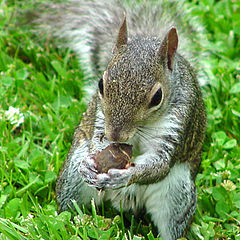 фото "Squirrel"