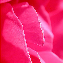 photo "The Rose"