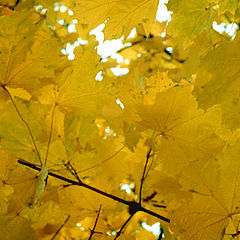 photo "Mellow autumn"