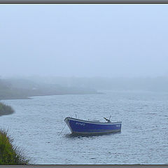 photo "Blue Velvet"