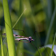 photo "In an ambush"