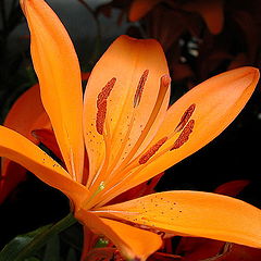 фото "Exotic Orange"