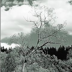 фото "Cloudy day near river"