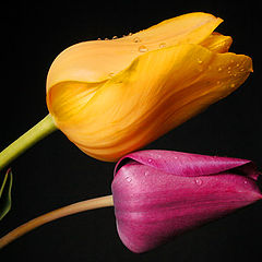 фото "Tulips"