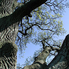 photo "Spring on the Oak."