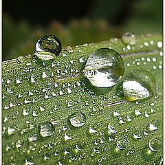 photo "Anatomy of dew"