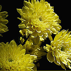 фото "yellow flowers"