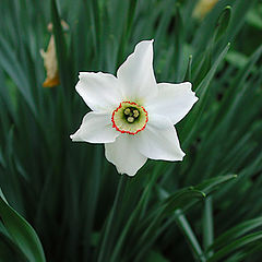 photo "The Lone Star."