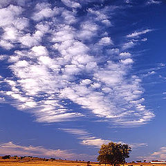 photo "Solitude"