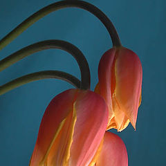 фото "Tulip trio"