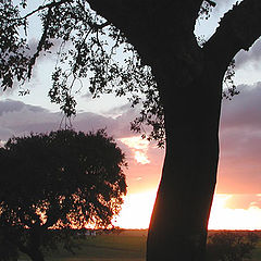 photo "Alentejo`s coulor"