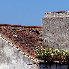 photo "The Roof Garden"