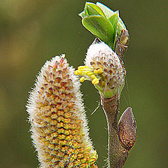 фото "Catkins"