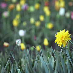 photo "New Narcissus"