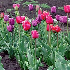 photo "Tulipes time"