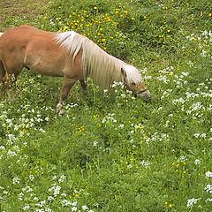 photo "The Smell of Spring"