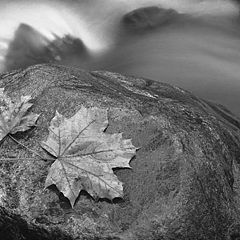 фото "leaves on the rocks at bearbrook"