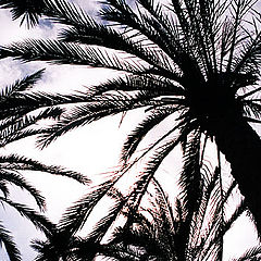 photo "Palm Trees # 5"