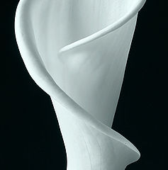 photo "calla 4"