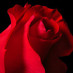 photo "Red Rose"