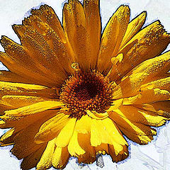 photo "Calendula"